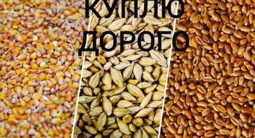 Rozdíly mezi krmnými obilovinami a potravinami, popis a jak to vypadá